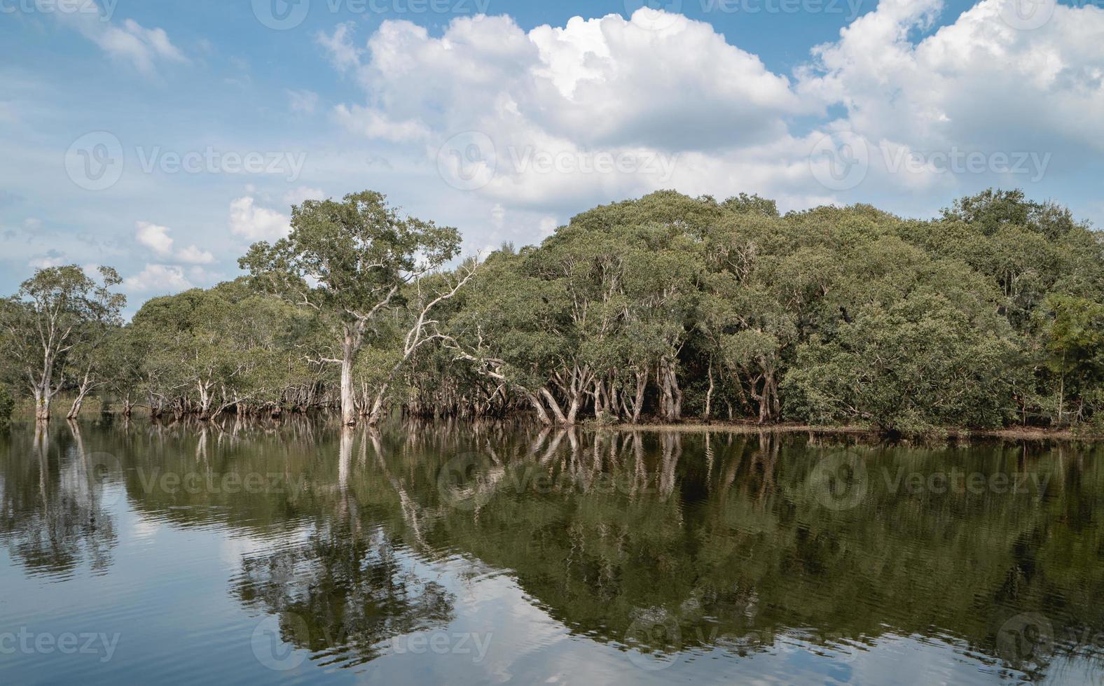 Trees in the forest around a lake, sticking out of the water from Lake. photo