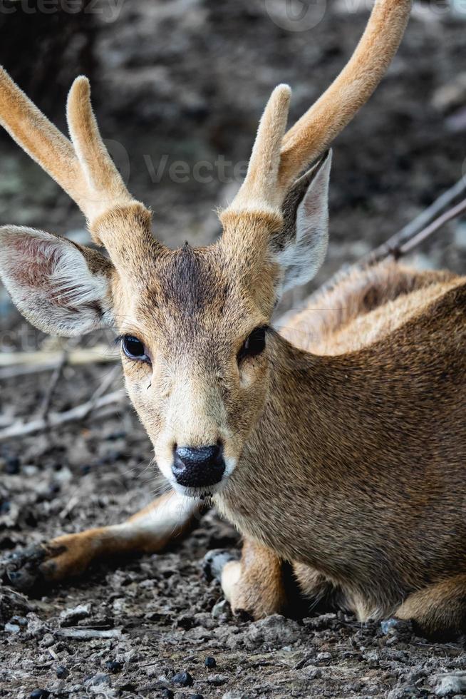 Young Deer sitting in the park. photo