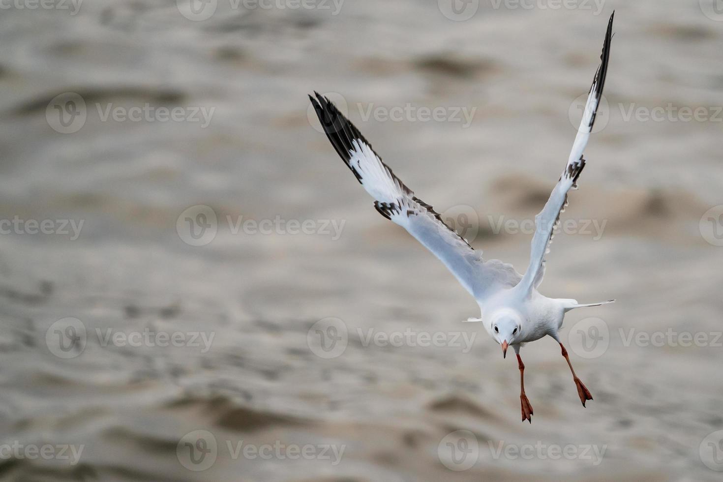 Seagull flying, over the ocean. photo