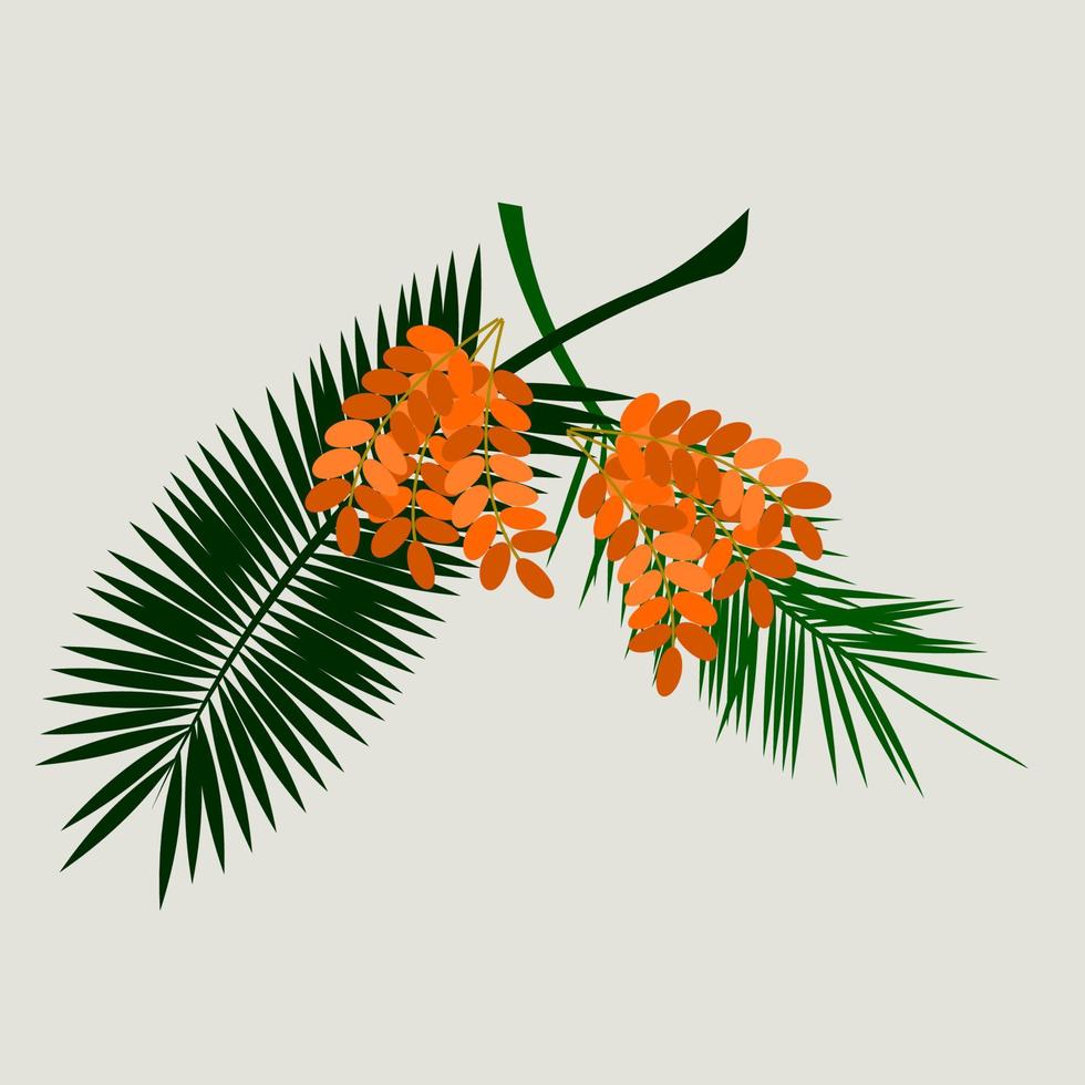 frutas de palmera datilera de estilo plano aisladas editables con tallos y hojas sobre fondo claro ilustración vectorial para la naturaleza y la cultura islámicas o árabes también diseño relacionado con alimentos saludables vector