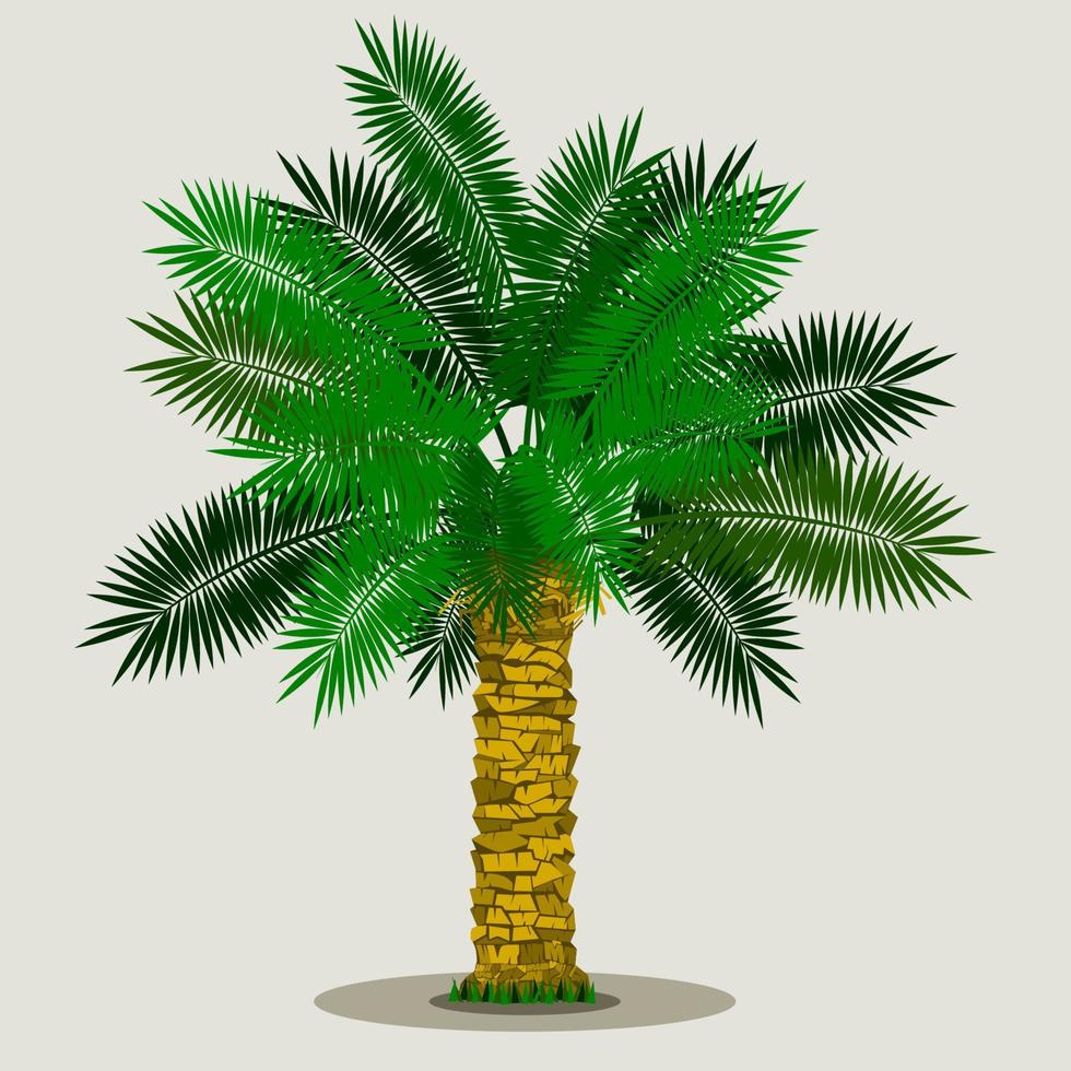 palmera datilera aislada editable sobre fondo claro con hierba en la parte inferior ilustración vectorial para la naturaleza y cultura islámica o árabe también diseño relacionado con alimentos saludables vector