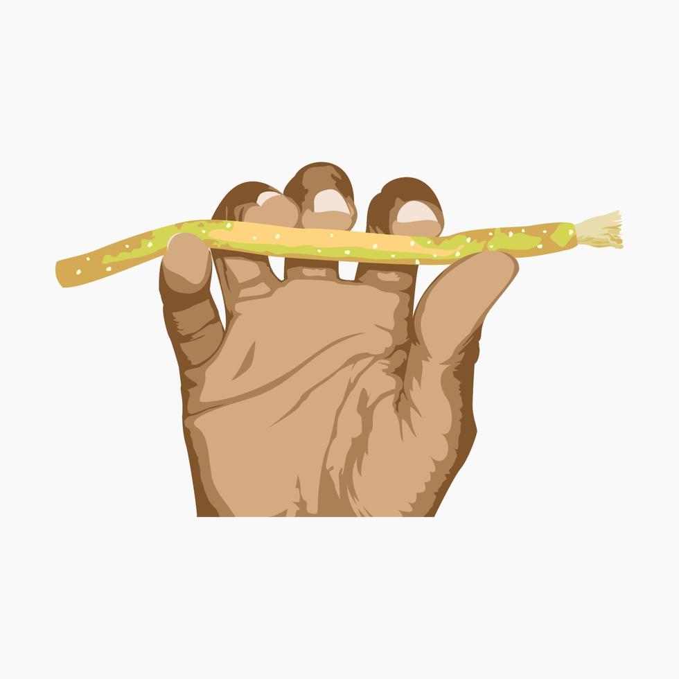 mano aislada editable que sostiene el cepillo de dientes de ramita orgánica miswak horizontalmente ilustración vectorial para un concepto de estilo de vida saludable con cultura islámica o ayurvédica vector