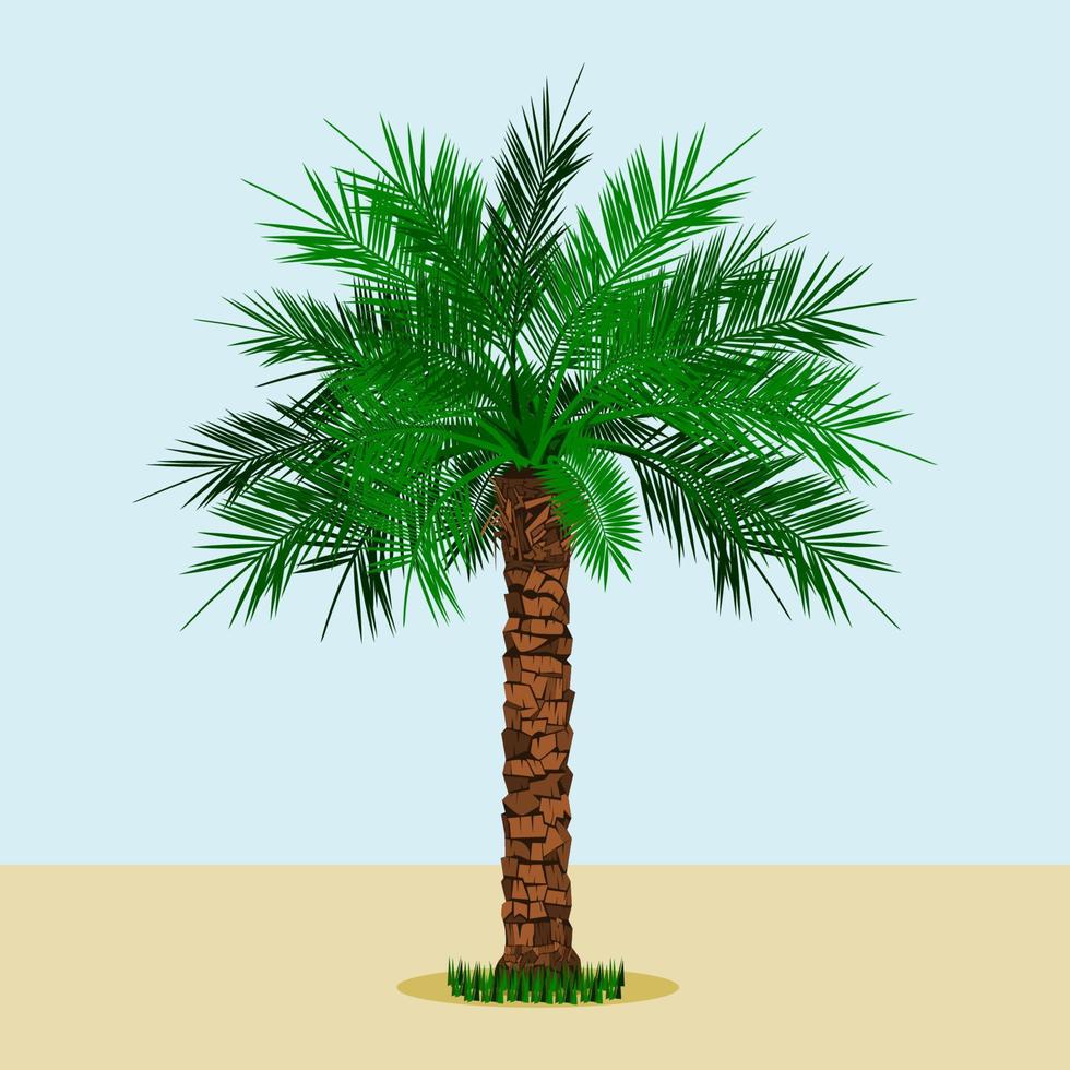 palmera datilera de tronco largo editable con hierba en la parte inferior en una ilustración vectorial de fondo simple para la naturaleza y la cultura islámicas o árabes también diseño relacionado con alimentos saludables vector