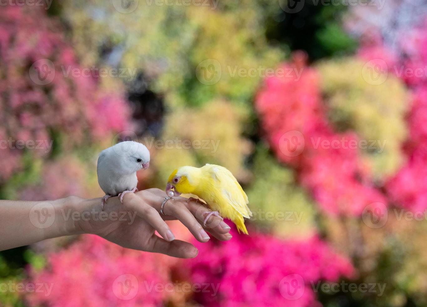 Tiny parrot yellow and white Forpus bird on hand, yellow parrot try to bite pearl ring. photo