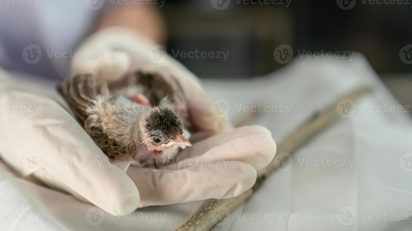 Close up of veterinarians hands in surgical gloves holding small bird, after attacked and injured by a cat. photo