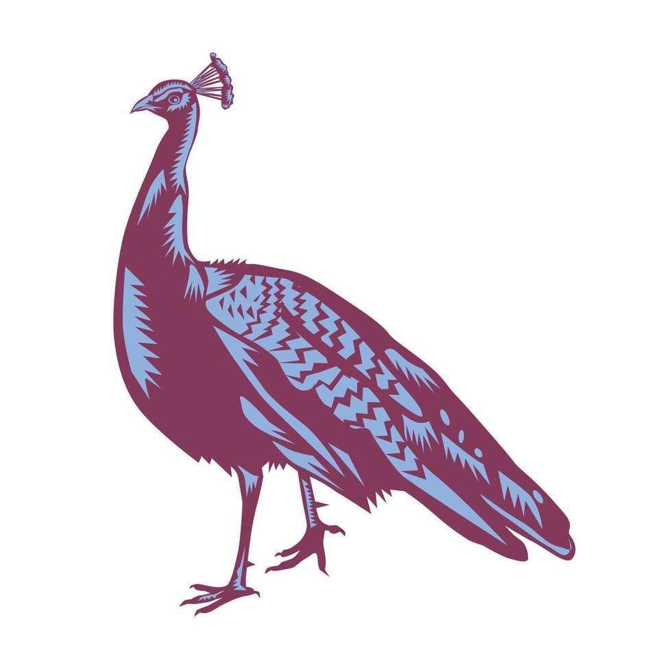 Male Indian Peacock Woodcut vector