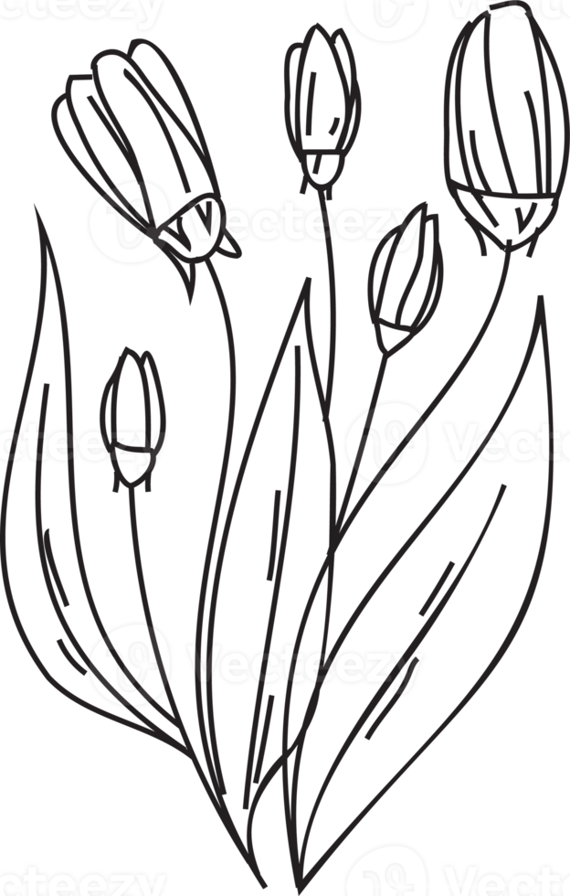 Flower line art illustration with black thin line. PNG with transparent