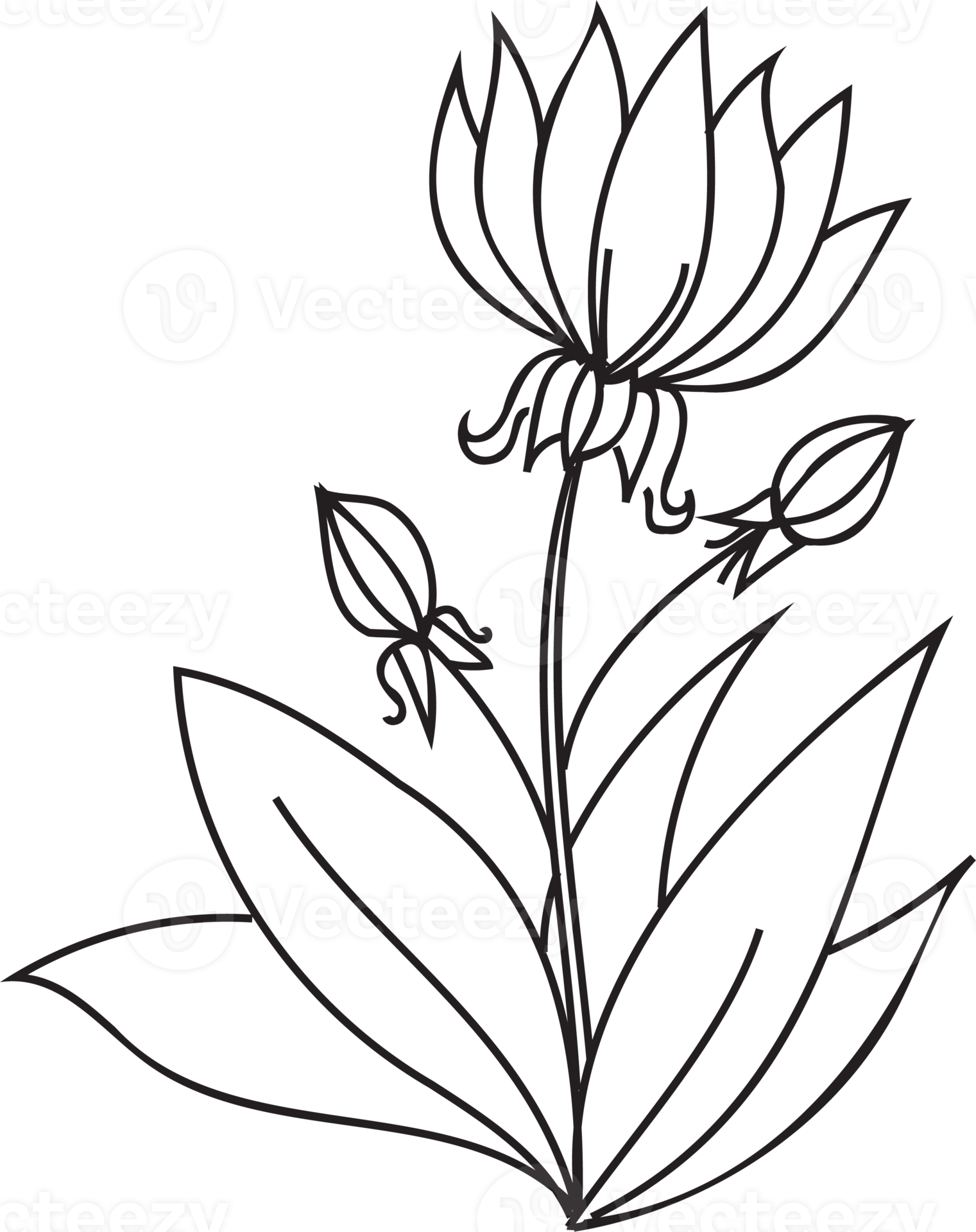 Flower line art illustration with black thin line. PNG with transparent
