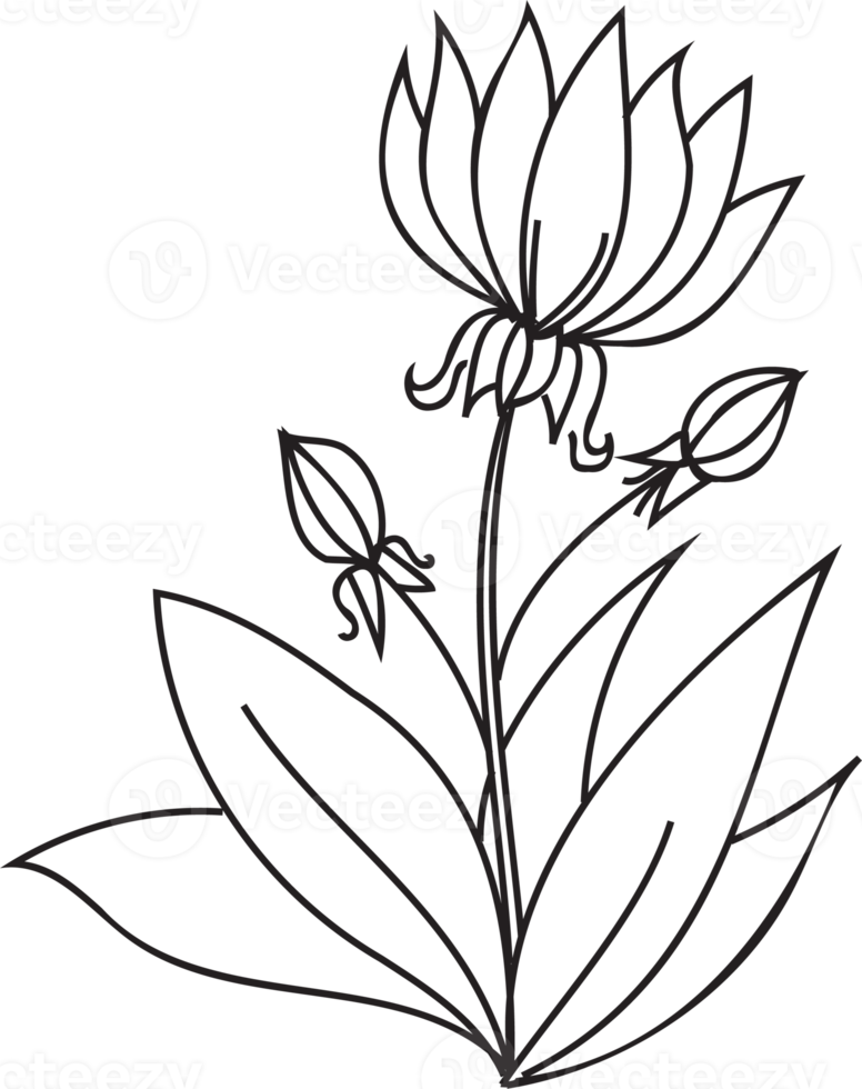 Flower line art illustration with black thin line. PNG with transparent background.