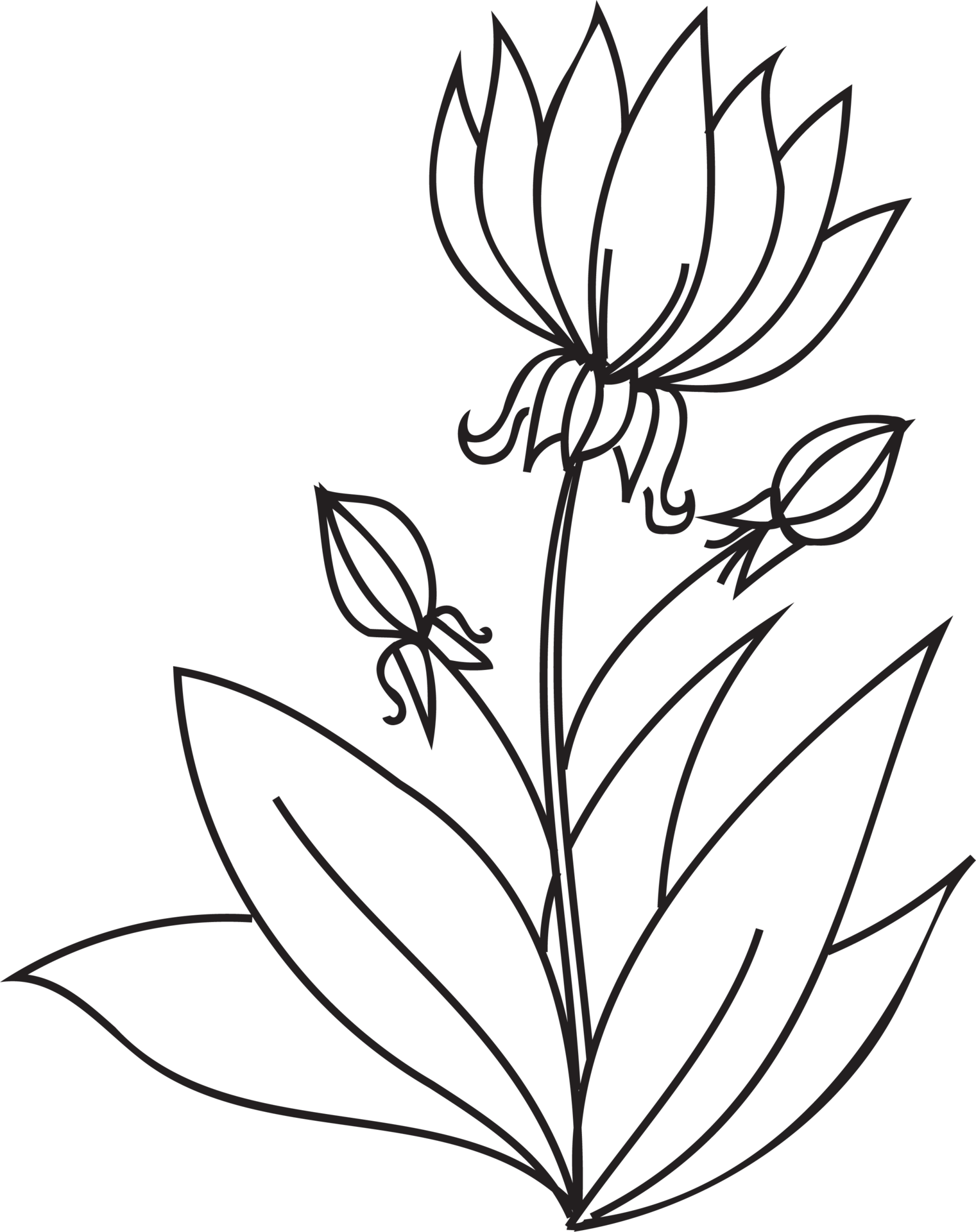Flower line art illustration with black thin line. PNG with transparent ...