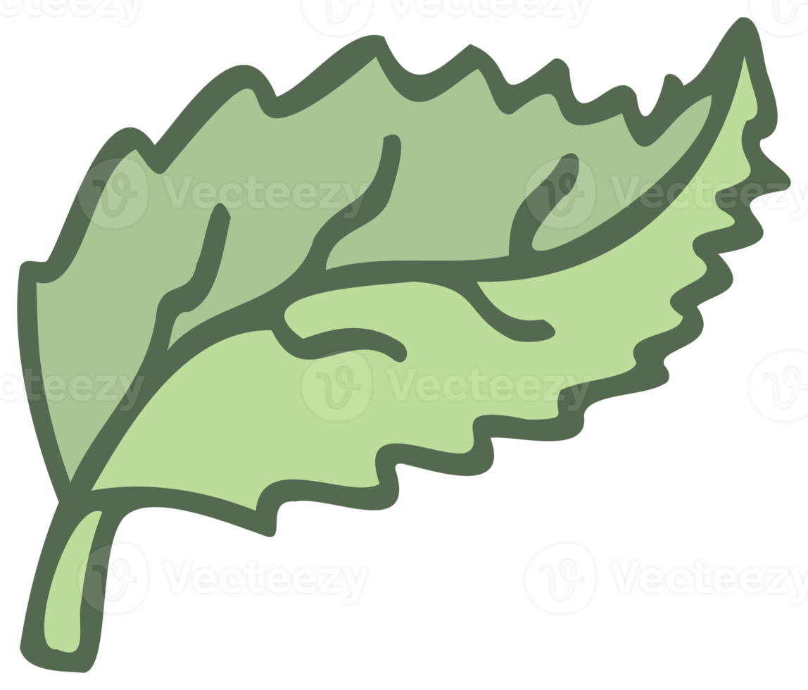 Botanical design element, decorative plane. PNG with transparent background.
