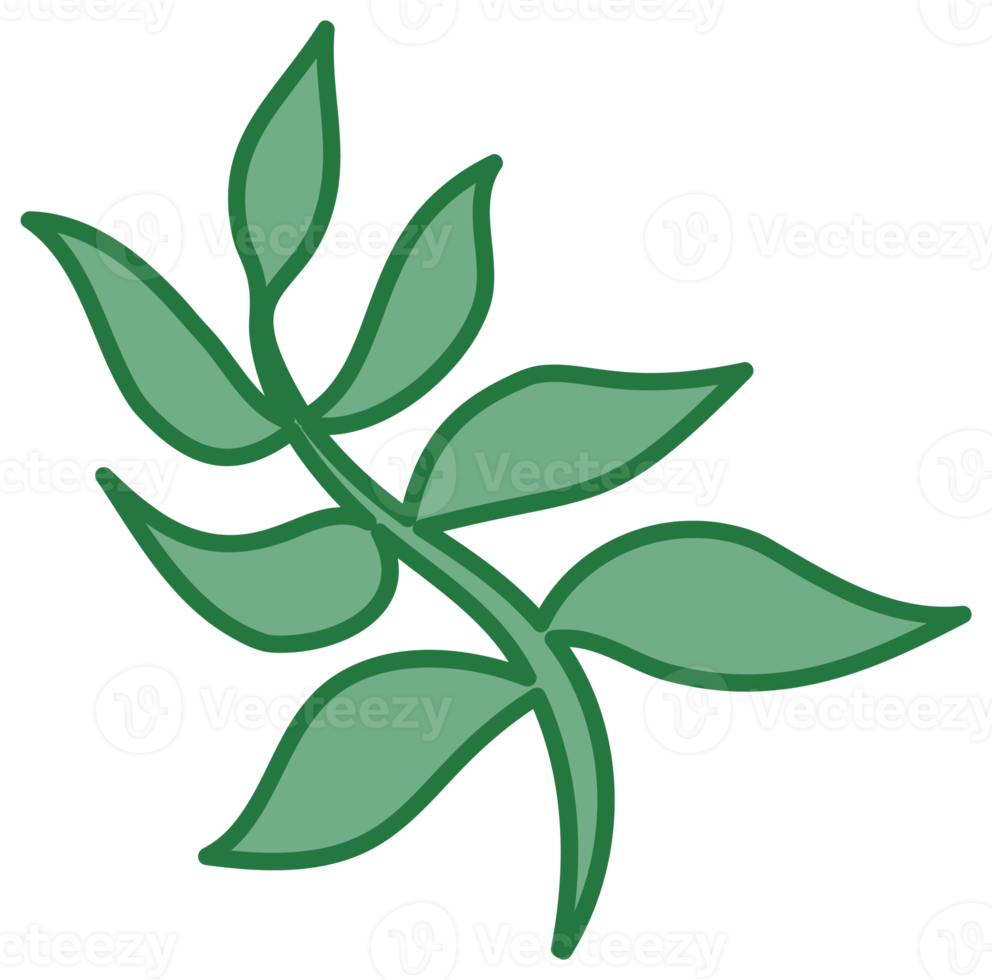 Botanical design element, decorative plane. PNG with transparent background.