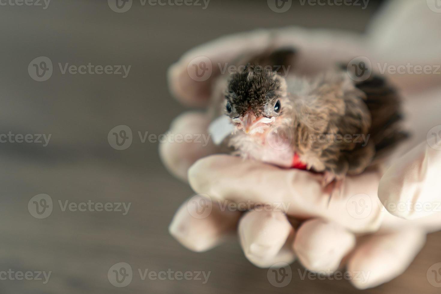 Close up of veterinarians hands in surgical gloves holding small bird, after attacked and injured by a cat. photo