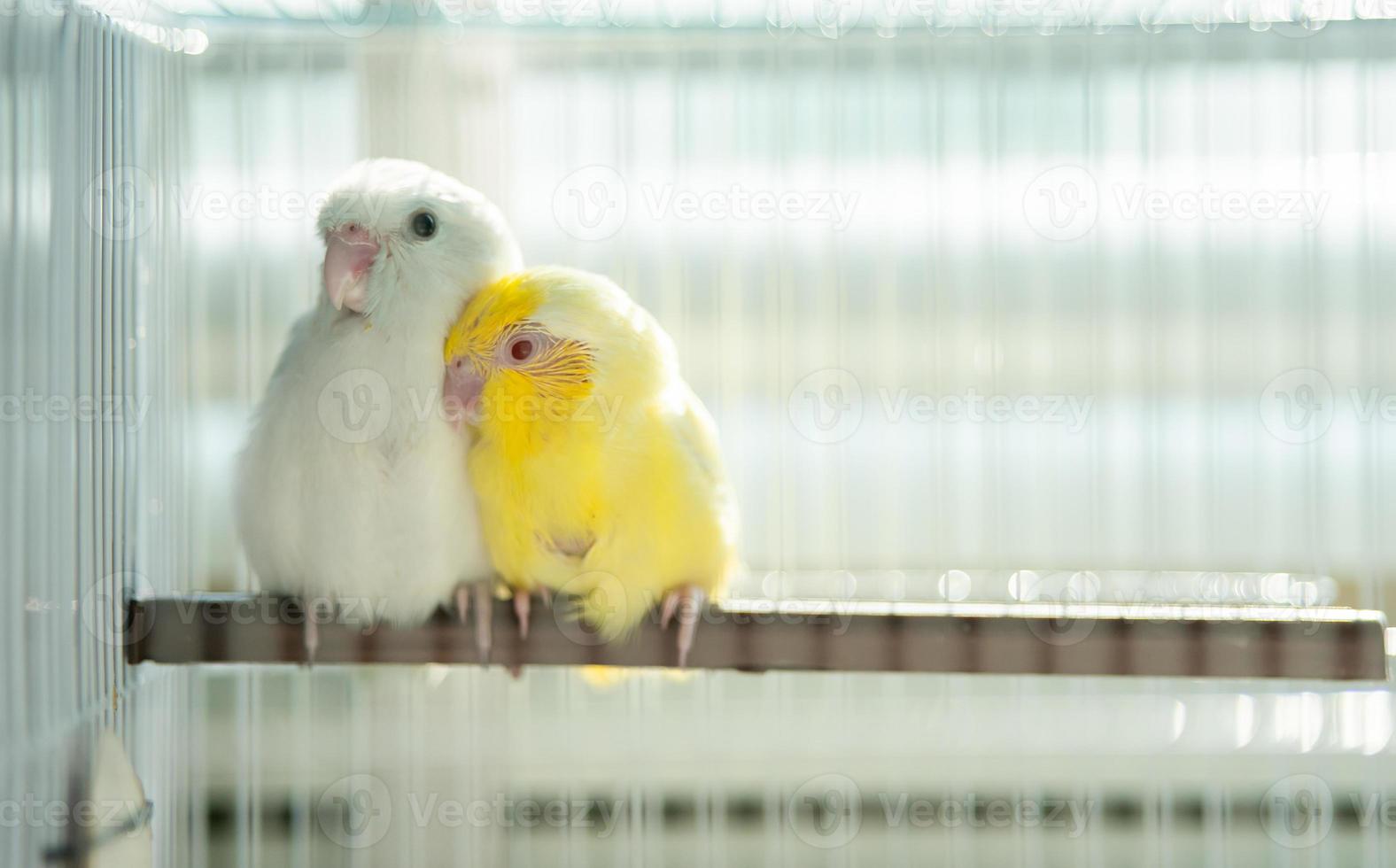 Pair of tiny parrot parakeet white and yellow Forpus bird. in the cage. photo
