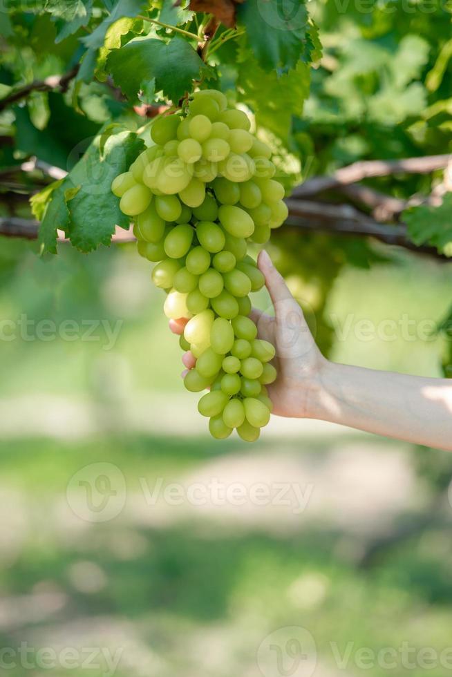 mujer mano cosechando uvas al aire libre en viñedos. foto