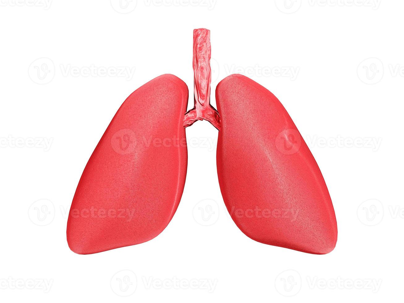 pulmones humanos, sistema respiratorio sobre fondo blanco aislado. Representación 3d. foto