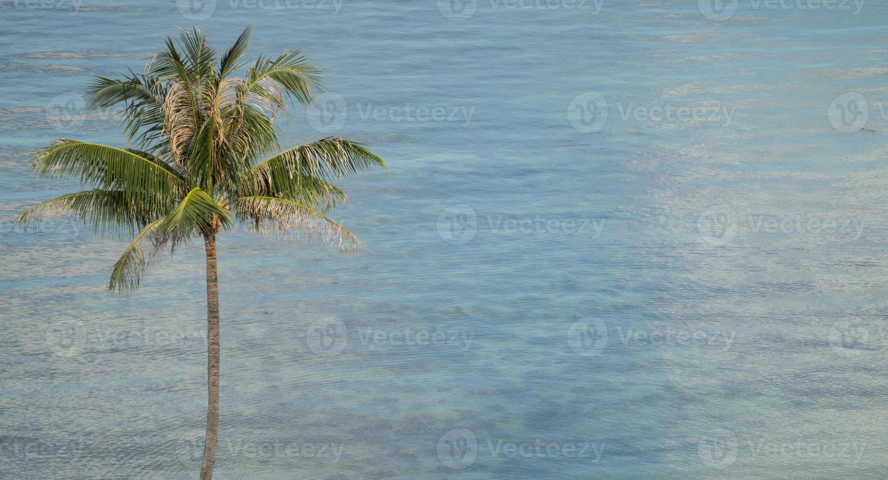 Tropical coconut palm trees over blue ocean and sunlight. photo
