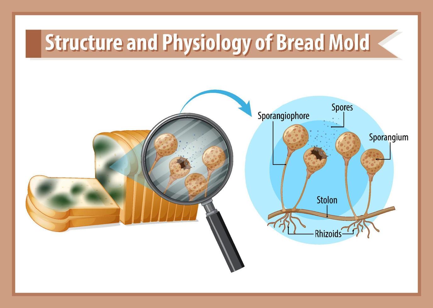 estructura y fisiología del moho del pan vector