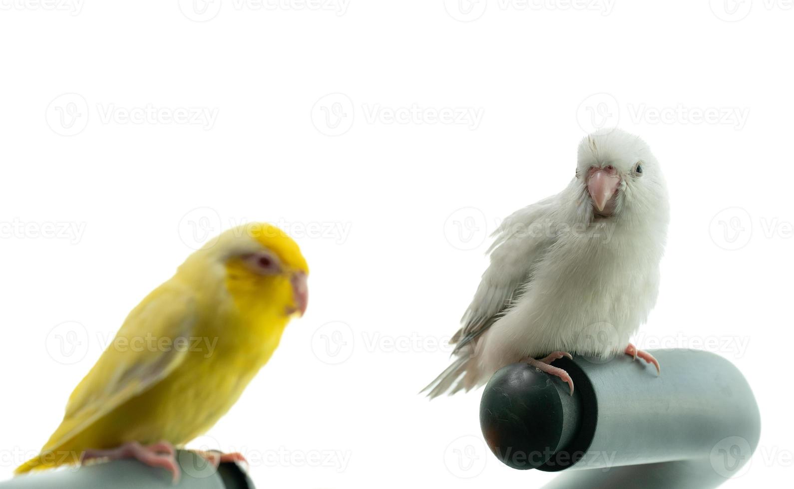 Pair of tiny parrot parakeet white and yellow Forpus bird. photo