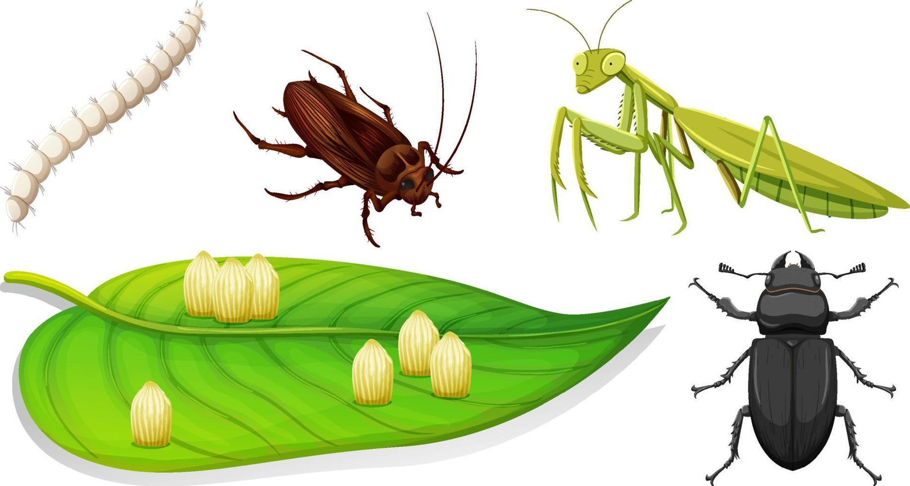 conjunto de diferentes tipos de insectos vector