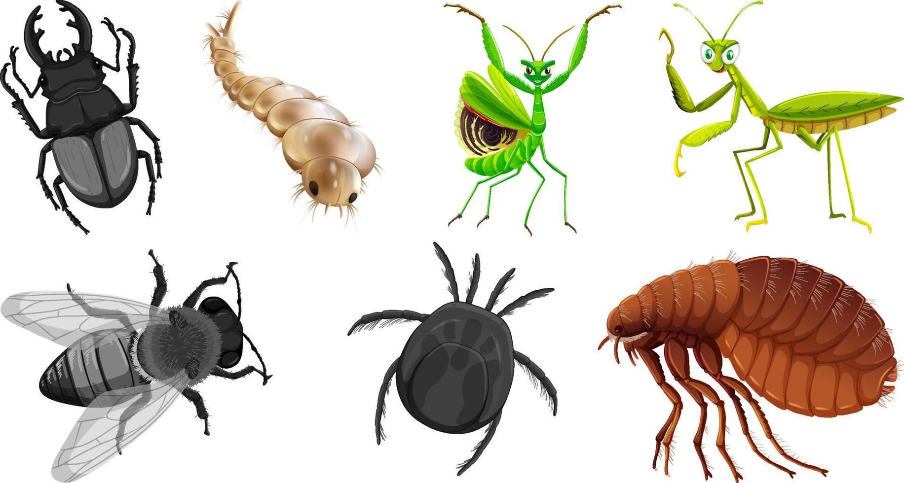 conjunto de diferentes tipos de insectos vector