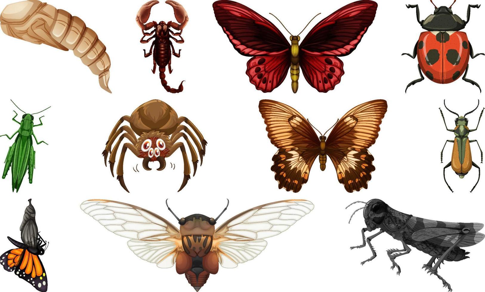 colección de diferentes tipos de insectos vector