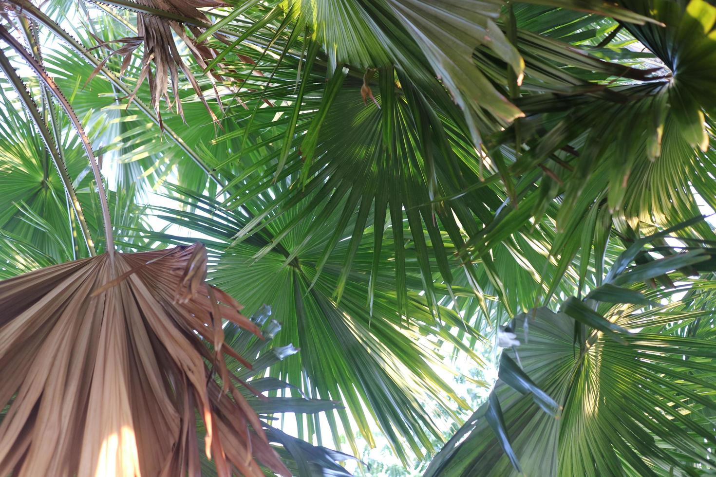 green and wide palm leaves in a garden photo