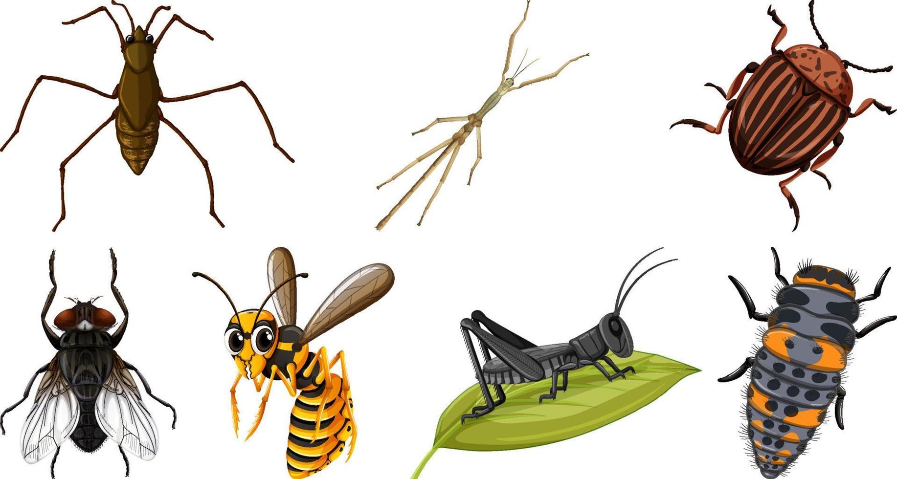 Set of different kinds of insects vector