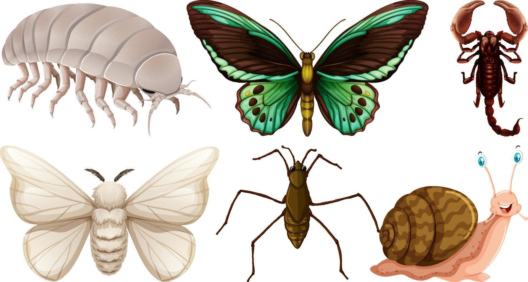 Collection of different insects vector