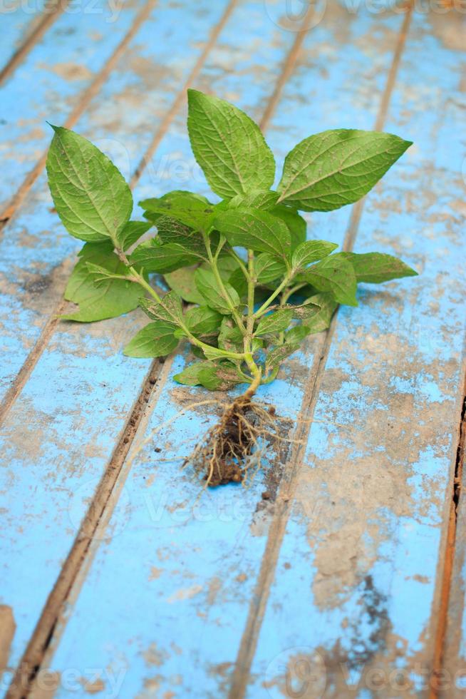Nature weed with root and soil  on old blue wooden photo