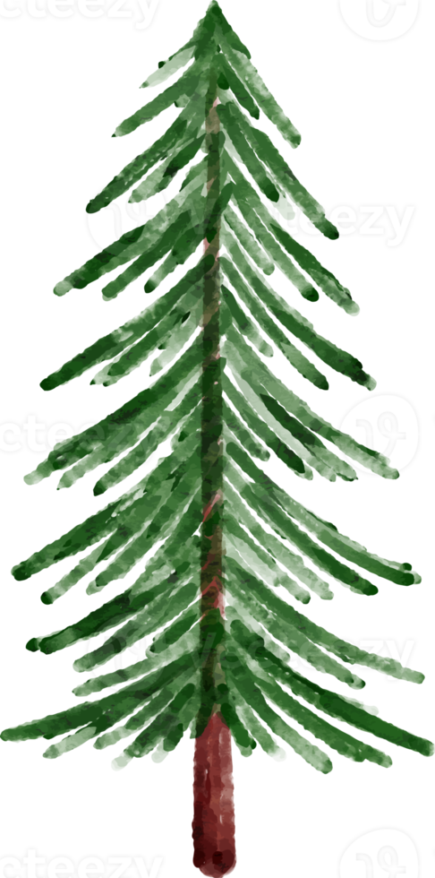 Watercolor Spruce Tree png