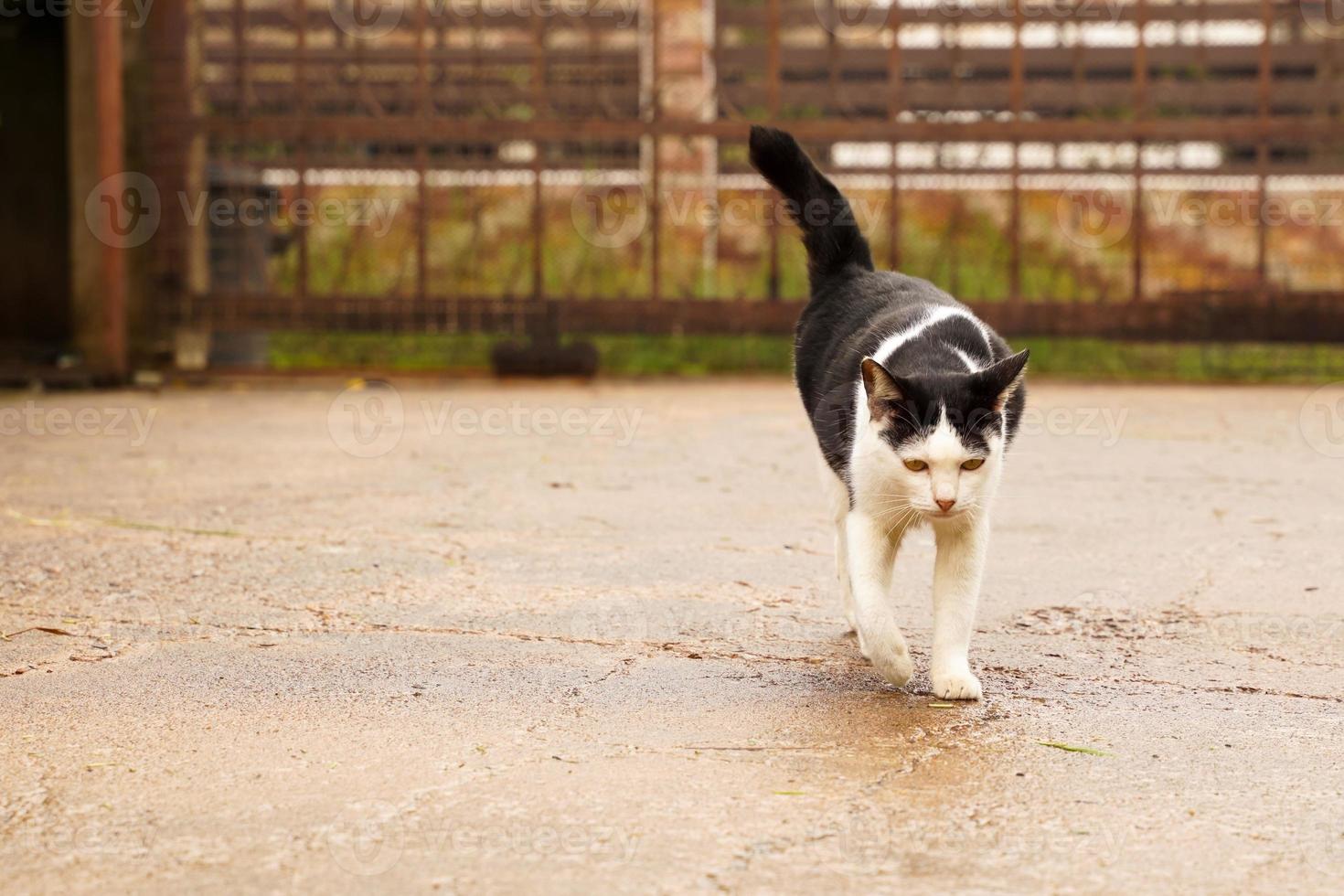 Black and white cat out on wet ground after rain. photo