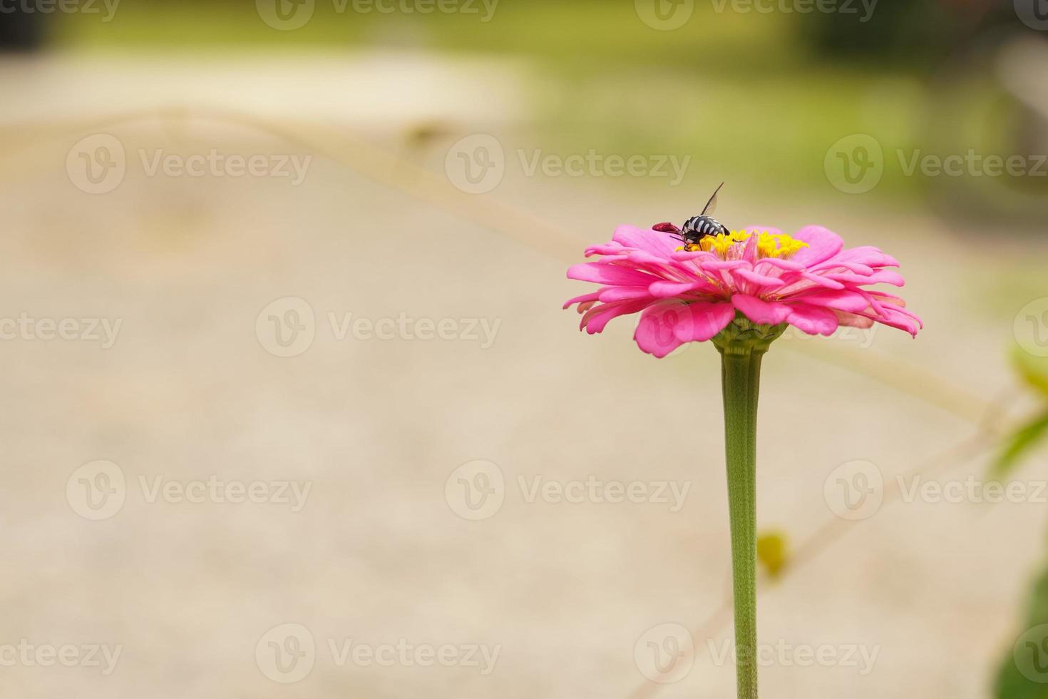 Bees cling to the blooming pink flowers and their pollen attracts insects very well. 12498246