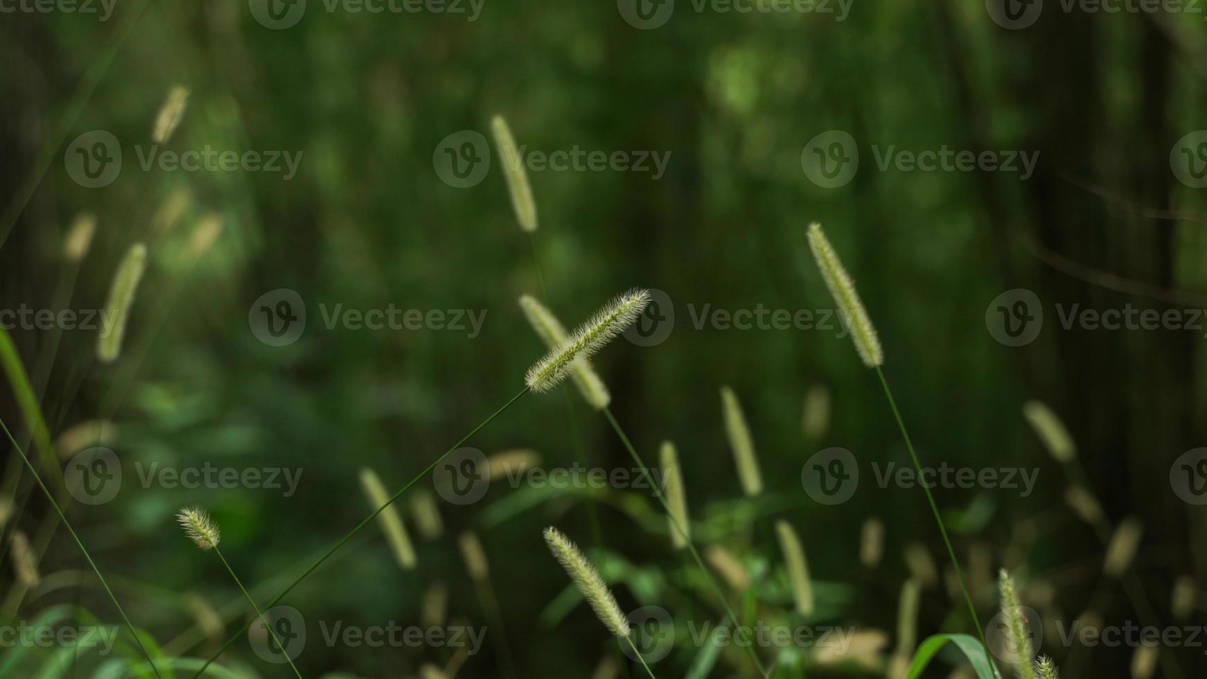 Beautiful wild grasses usually occur in the rainy season. photo