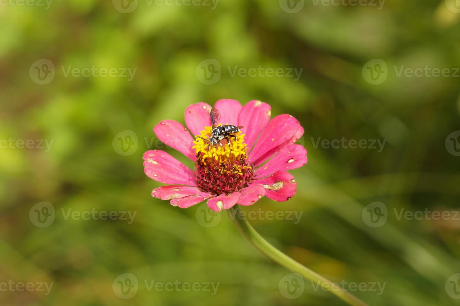 Bees cling to the blooming pink flowers and their pollen attracts insects very well. 12498340