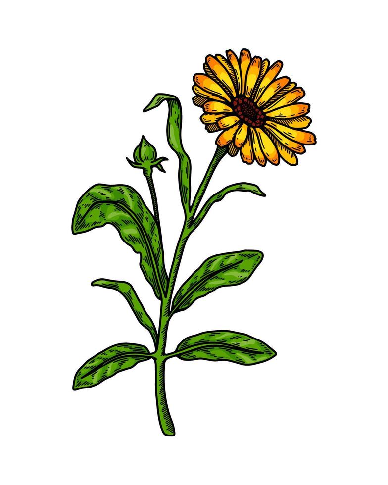 Hand drawn calendula flowering plant isolated on white background. Vector illustration in colored sketch style. Botanical design element