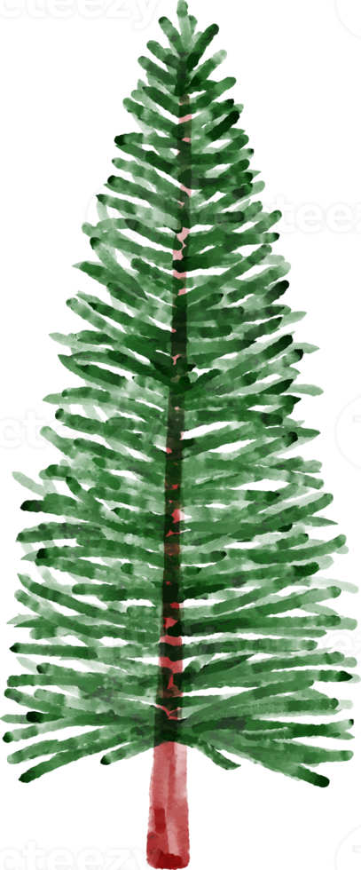 Natale acquerello pino albero png