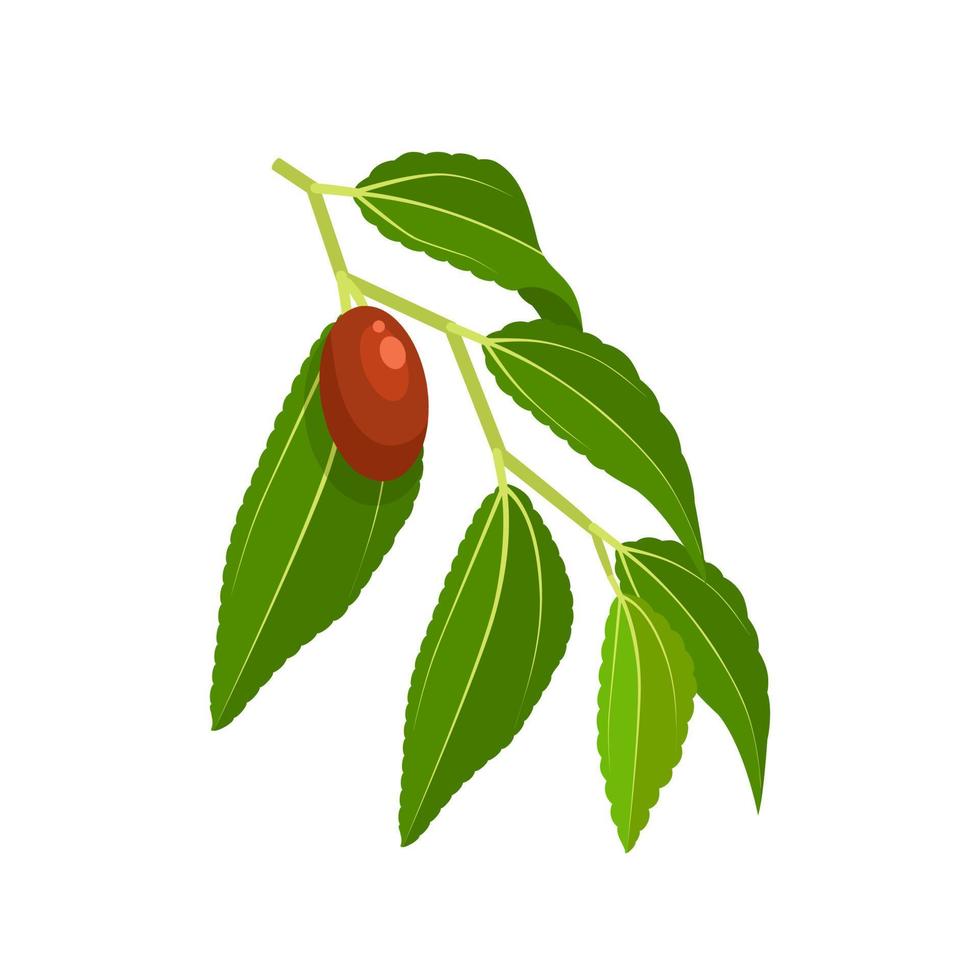 Vector illustration, Chinese dates or Ziziphus jujuba, with green leaves, isolated on white background.