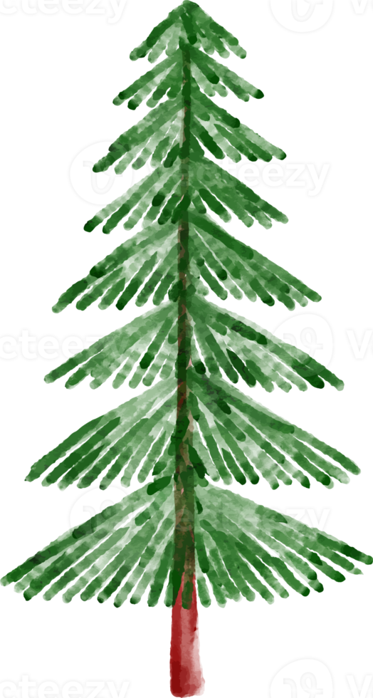 Spruce Tree Watercolor png