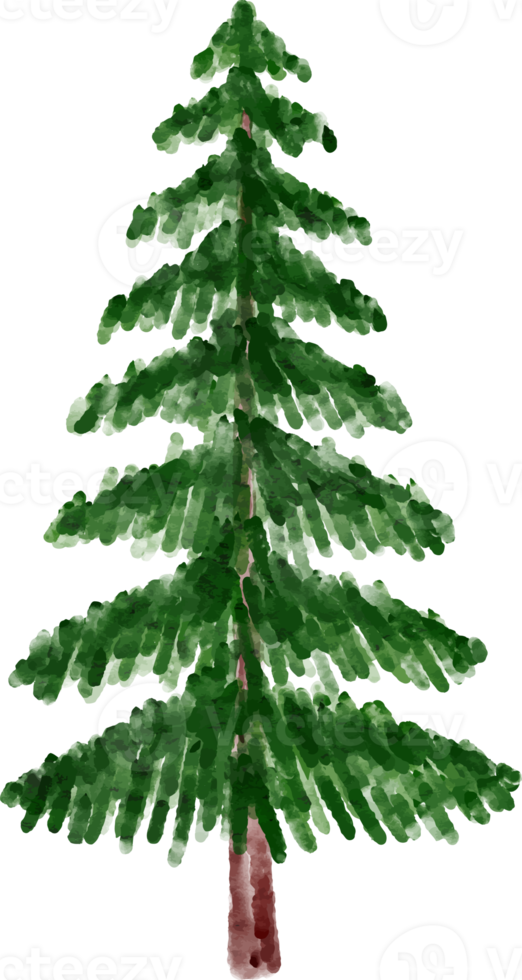 Natale acquerello pino albero png