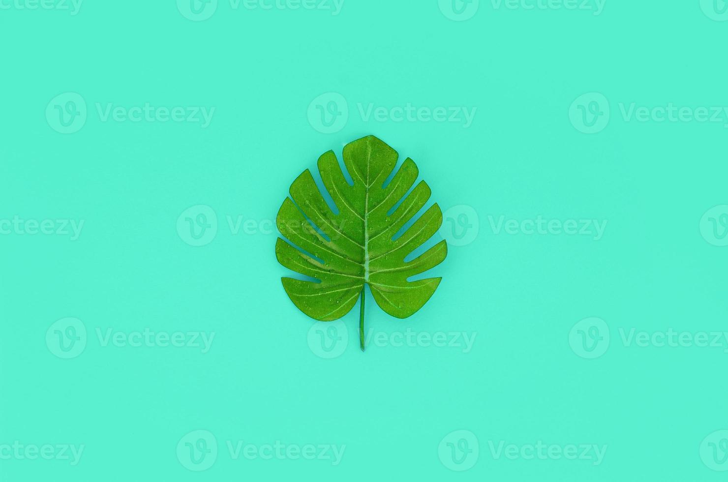Tropical palm monstera leaf lies on a pastel colored paper. Minimal nature summer concept. Flat lay composition. Top view photo