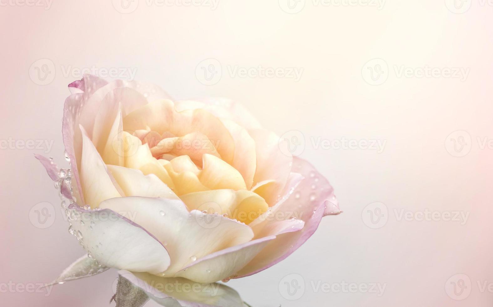 Pink Rose flowers for love wedding and valentines day photo