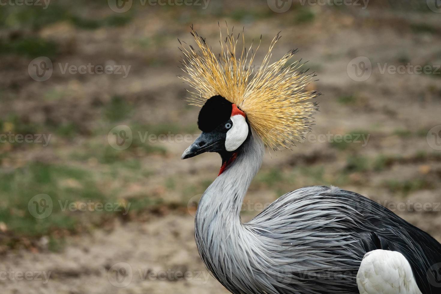 hermoso pájaro grulla coronada de gris. foto