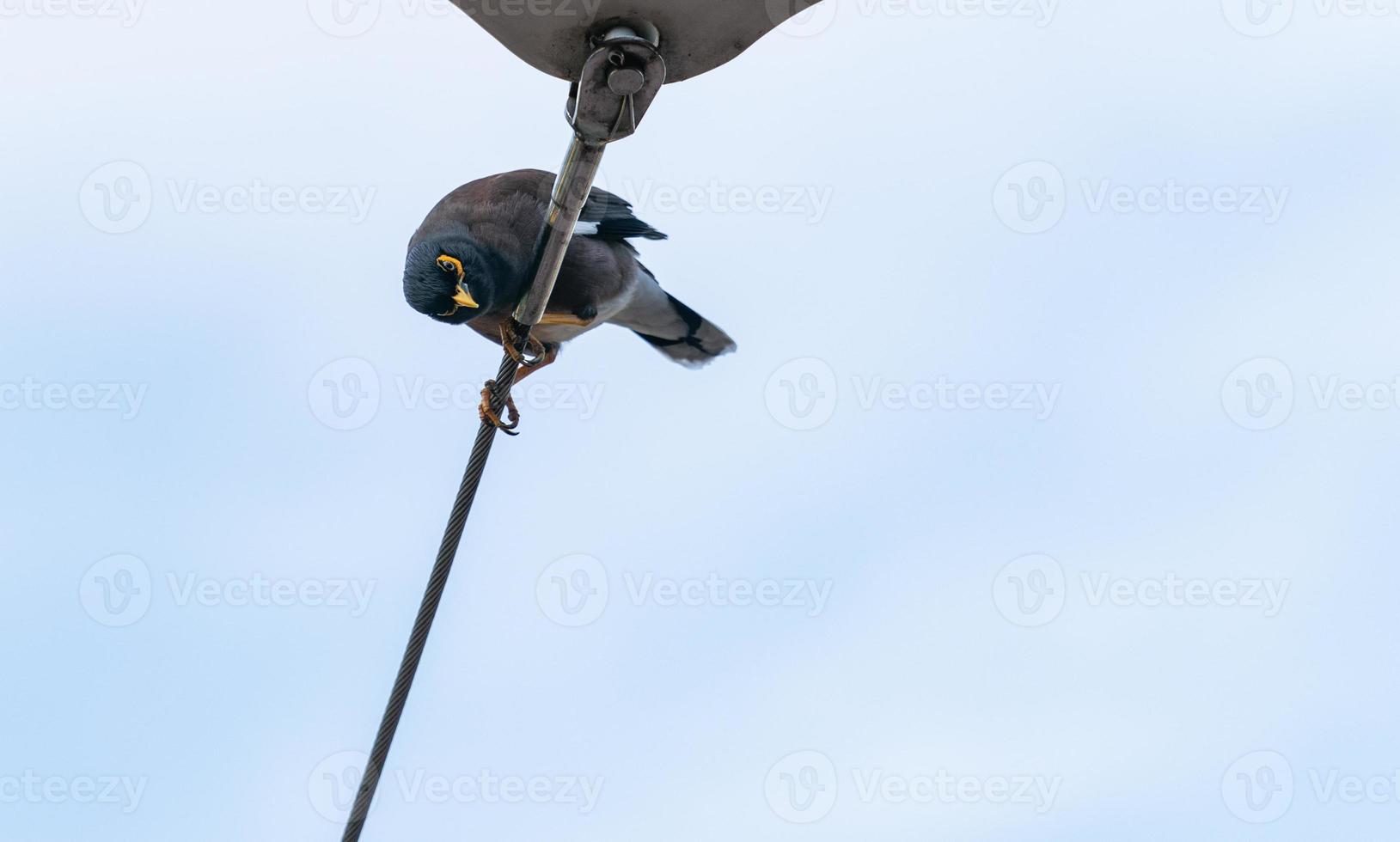 Portrait of Common Myna bird stand on a cable with blue sky. photo
