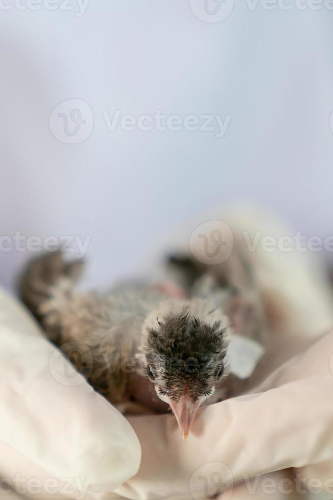 Close up of veterinarians hands in surgical gloves holding small bird, after attacked and injured by a cat. photo