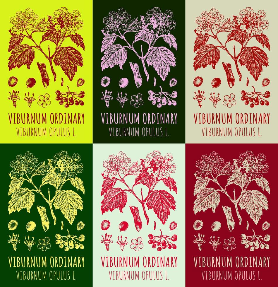 Set of vector drawings of Viburnum ordinary in different colors. Hand drawn illustration. Latin name VIBURNUM OPULUS L.