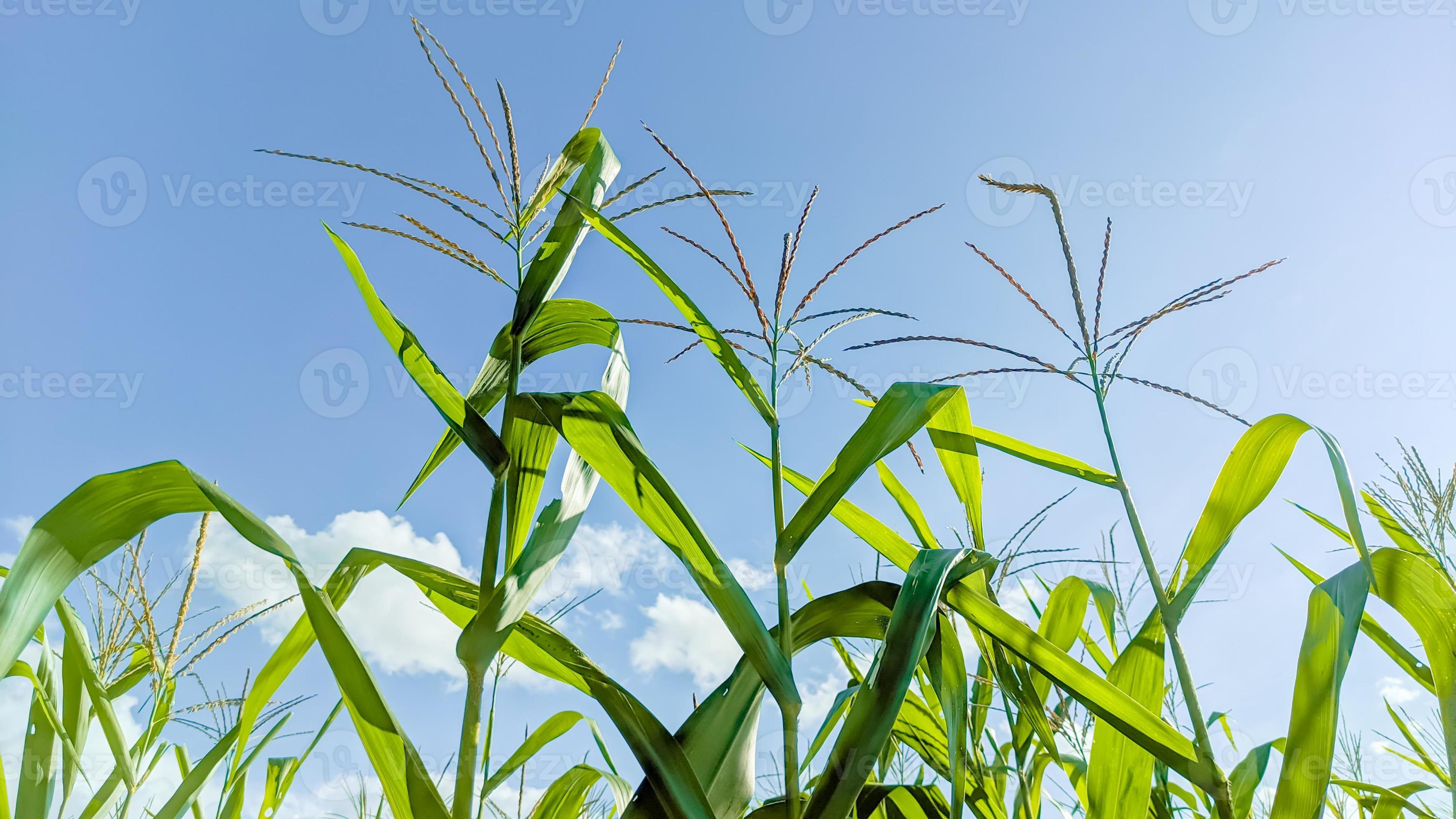 Corn fields with a clear sky in the morning 12506991 Stock Photo at