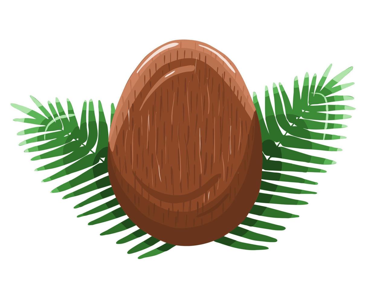 Close coconut with leaves vector