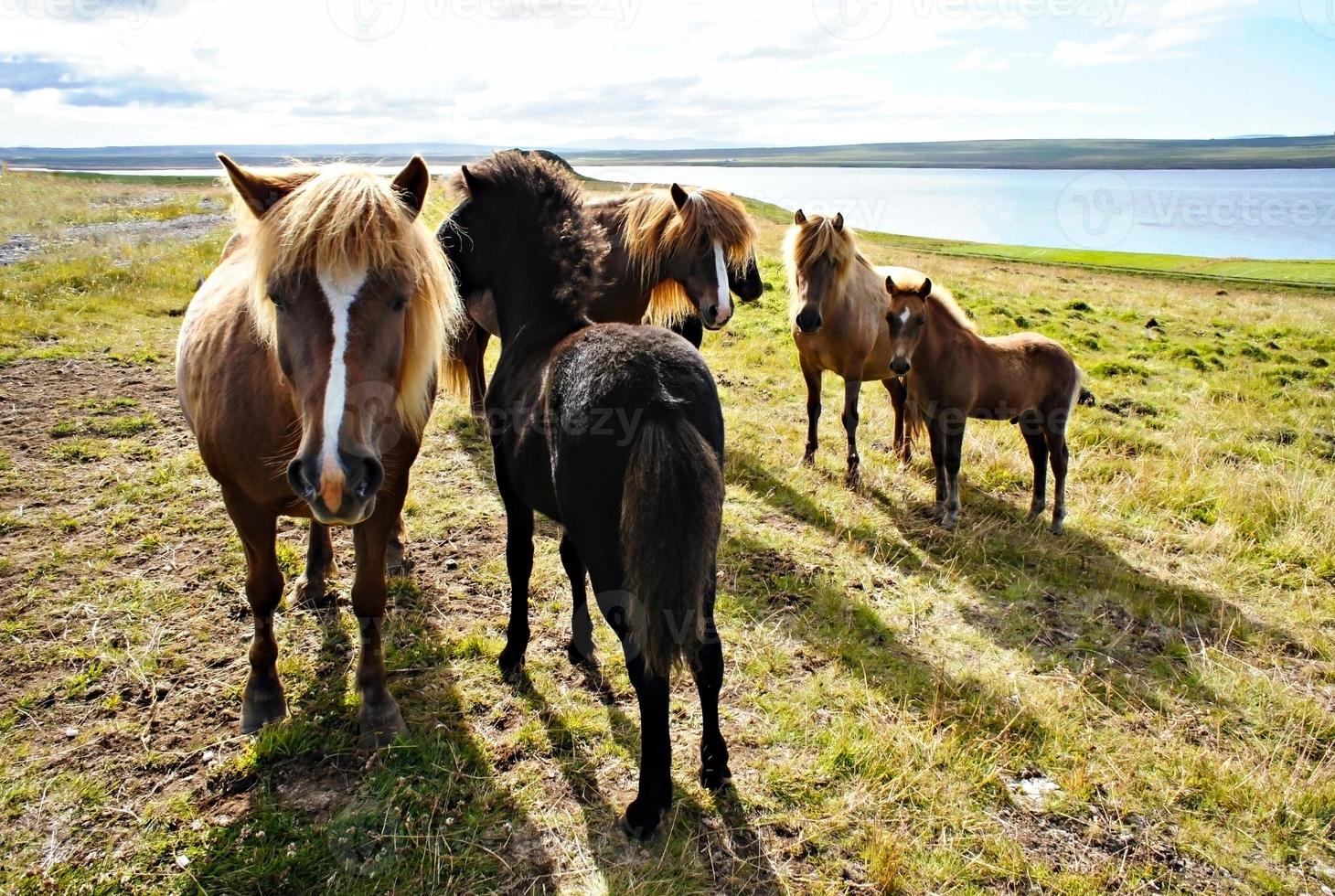 Group of Icelandic horses with foals on green grass, domestic animals, landscape photo