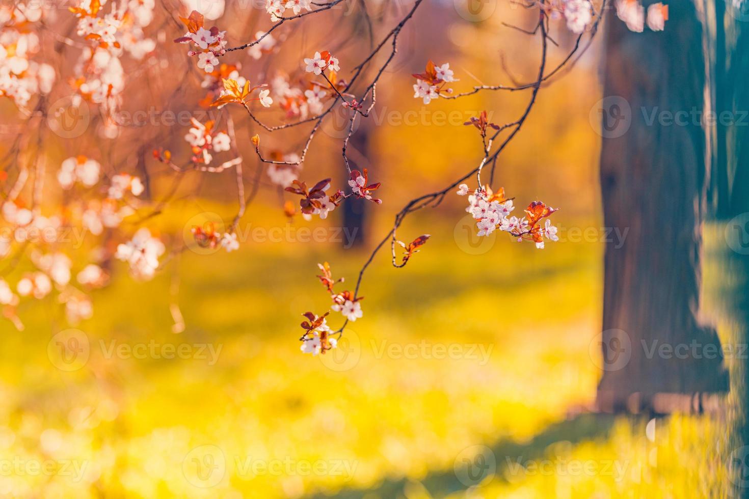 Beautiful closeup of pink cherry sakura blossom tree branch with sun rays flare on sky and flower petals in spring. Blurred park, blooming fresh flowers, warm sunset light, relaxing nature scenic photo